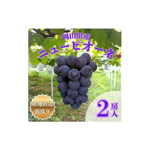 ふるさと納税 ぶどう 巨峰 岡山県 津山市 先行受付 岡山県産朝採りニューピオーネ 2房入(約1kg) 1704346
