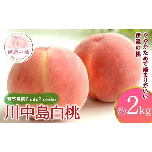 ふるさと納税 もも 福島県 伊達市 2026年出荷分先行予約 <冷蔵配送>福島県産 川中島白桃 約2kg (5〜7玉) 菅野農園FruitsProvider 白桃 大玉 伊達の桃 …