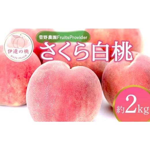 ふるさと納税 もも 福島県 伊達市 2026年出荷分先行予約 <冷蔵配送>福島県産 さくら白桃 約2kg (4〜7玉) 菅野農園FruitsProvider 大玉 固め 白桃 伊達…