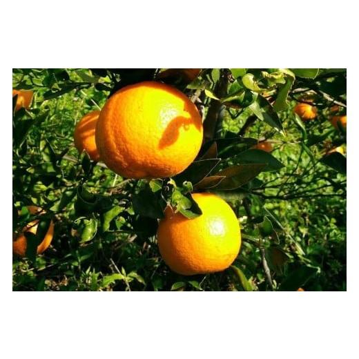 ふるさと納税 果物類 みかん 鹿児島県 瀬戸内町 奄美大島産 たんかん 家庭用 3kg(約18〜25個) 完全農薬不使用栽培