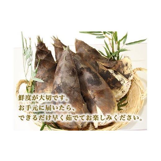 ふるさと納税 野菜類 山菜 富山県 射水市  射水市 射水のおいしい食品 射水市黒河産 農家直送 北川さん家の たけのこ 5kg 2026年4月中旬〜4月下旬頃に順次発送…の画像