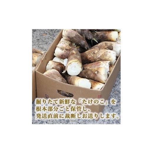 ふるさと納税 野菜類 山菜 富山県 射水市  射水市 射水のおいしい食品 射水市黒河産 農家直送 北川さん家の たけのこ 5kg 2026年4月中旬〜4月下旬頃に順次発送…の画像