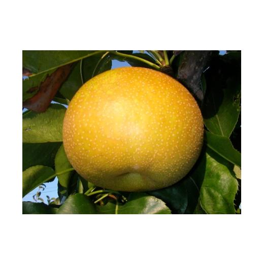 ふるさと納税 梨 長野県 松本市 先行受付:2026年9月発送 幸水2kg 高原の「幸水」は硬さ、シャリ感、ジューシー、甘さが違う。海藻エキス投与で、コクと旨味…