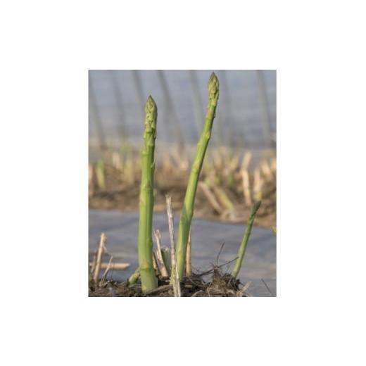 ふるさと納税 野菜類 アスパラガス 北海道 富良野市 北海道富良野産アスパラ L・M混合 1kg50本前後 ご自宅用にも 1710878