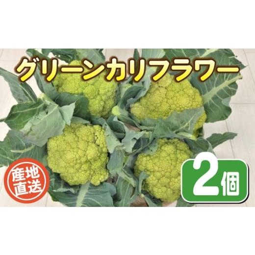 ふるさと納税 野菜類 山口県 下関市 期間限定 グリーンカリフラワー 2個 栽培期間中農薬不使用 野菜 やさい カリフラワー 季節野菜 オーガニック 健康 旬の野…