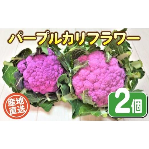 ふるさと納税 野菜類 山口県 下関市 期間限定 パープルカリフラワー 2個 農薬不使用野菜 やさい カリフラワー 季節野菜 オーガニック 健康 旬の野菜 野菜 産…