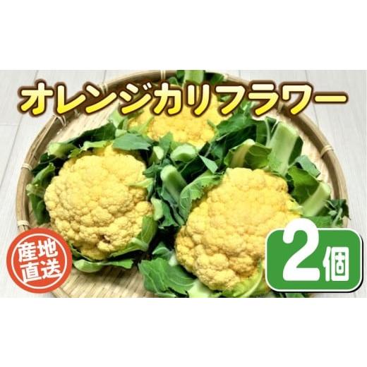 ふるさと納税 野菜類 山口県 下関市 期間限定 オレンジカリフラワー 2個 栽培期間中農薬不使用 野菜 やさい カリフラワー 旬の野菜 野菜 産地直送 珍しい 野…