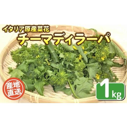 ふるさと納税 野菜類 山口県 下関市 期間限定 チーマディラーパ (イタリア原産菜花) 1kg 栽培期間中農薬不使用 旬の野菜 野菜 産地直送 珍しい 野菜 出荷時…