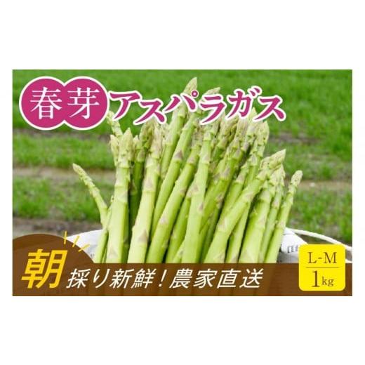 ふるさと納税 野菜類 アスパラガス 福岡県 大川市 朝採り直送 春芽アスパラガス 1kg (L-Mサイズ) 福岡県産 2026年