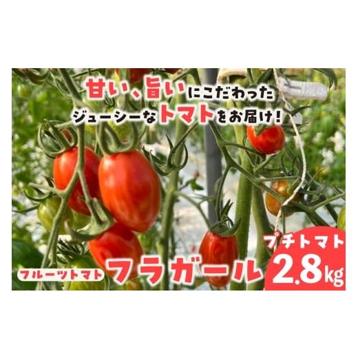 ふるさと納税 野菜類 トマト 愛知県 常滑市 フルーツトマト フラガール2.8kg(へたなし)│よこた農園 フラガール プチトマト 野菜 トマト 新鮮野菜 太陽の…