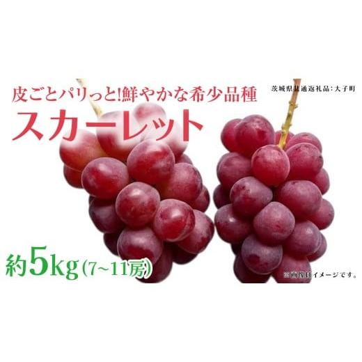 ふるさと納税 ぶどう マスカット 茨城県 牛久市 スカーレット 5kg 2026年7月上旬発送開始 (茨城県共通返礼品:大子町) スカーレット ぶどう ブドウ 葡萄 皮ご…