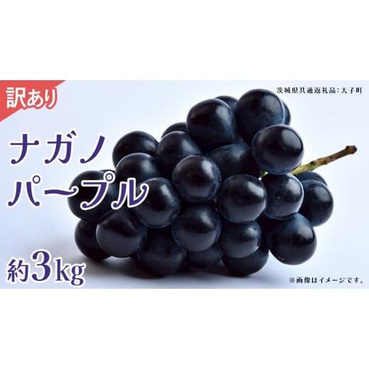 ふるさと納税 ぶどう マスカット 茨城県 牛久市 訳あり ナガノパープル 3kg 2026年9月上旬発送開始 (茨城県共通返礼品:大子町) ぶどう 葡萄 ブドウ 果物 フ…
