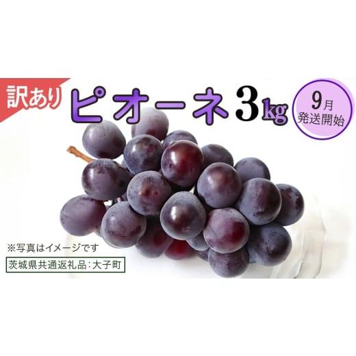 ふるさと納税 ぶどう マスカット 茨城県 牛久市 訳あり ピオーネ 3kg 2026年9月発送開始 (茨城県共通返礼品:大子町) ブドウ ぶどう 葡萄 ピオーネ 果物 フル…