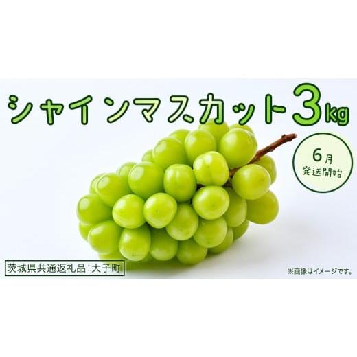 ふるさと納税 ぶどう マスカット 茨城県 牛久市 シャインマスカット 3kg 2026年6月発送開始 (茨城県共通返礼品:大子町) ぶどう 葡萄 ブドウ マスカット フル…