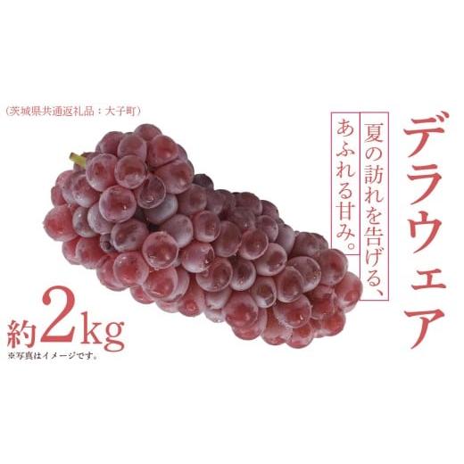 ふるさと納税 ぶどう マスカット 茨城県 牛久市 デラウェア 2kg 2026年7月上旬発送開始 (茨城県共通返礼品:大子町) デラウェア ぶどう ブドウ 葡萄 完熟 種無…