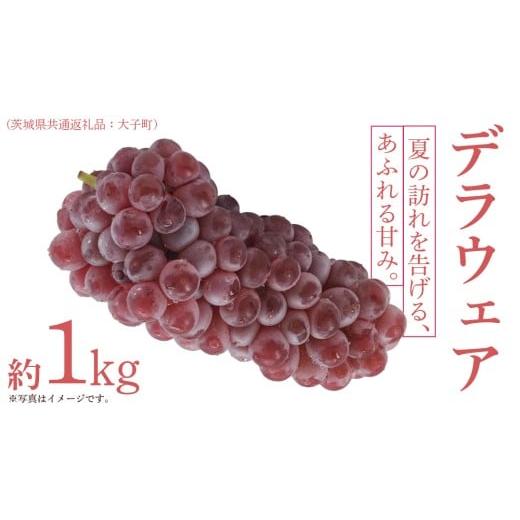 ふるさと納税 ぶどう マスカット 茨城県 牛久市 デラウェア 1kg 2026年6月発送開始 (茨城県共通返礼品:大子町) デラウェア ぶどう ブドウ 葡萄 完熟 種無し …