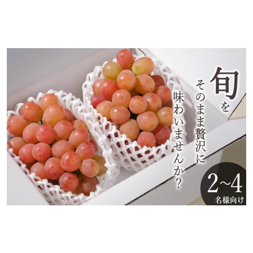 ふるさと納税 ぶどう 山梨県 甲州市 甲州市産 サンシャインレッド 2房入(約1.1kg)自然農法 2026年発送 (BNC)B16-425 サンシャインレッド ぶどう 葡萄 ブド…