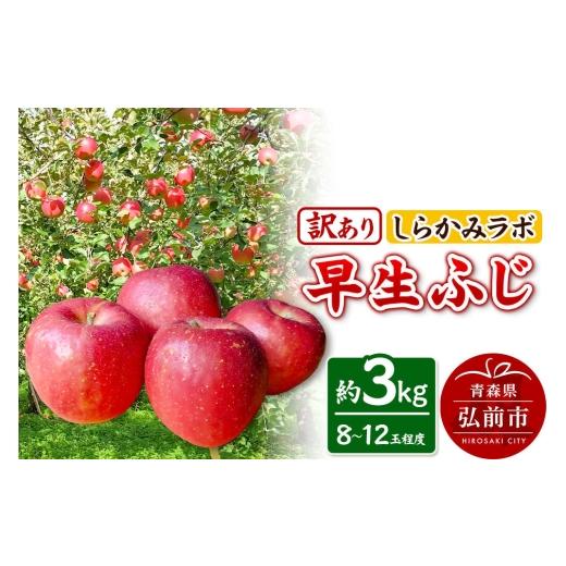 ふるさと納税 りんご 青森県 弘前市 26年10月発送 りんご 早生ふじ 訳あり 約3kg 先行受付 しらかみラボ 家庭用 青森県 弘前市 果物 フルーツ 林檎 リンゴ く…