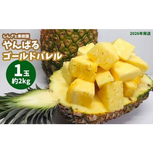ふるさと納税 果物類 沖縄県 東村 しんざと果樹園「やんばるゴールドバレル」1玉(約2kg)多冠芽含む 2026年発送 パイナップル パイン ゴールドバレル 果樹園 …