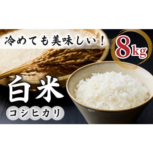 ふるさと納税 米 コシヒカリ 長野県 東御市 白米8kg(4kg×2袋) 冷めても美味しいコシヒカリ 小田農園 |最短4〜7日程度でお届け 着日指定不可