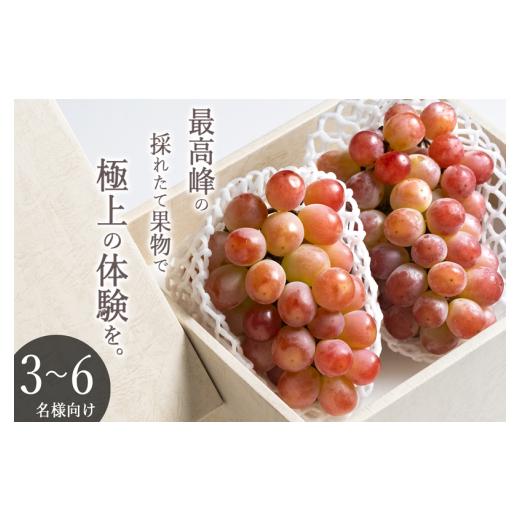 ふるさと納税 ぶどう 山梨県 甲州市 甲州市産 大粒サンシャインレッド 2房入(1房 約630g)自然農法 2026年発送 (BNC)E1-425 サンシャインレッド ぶどう 葡…