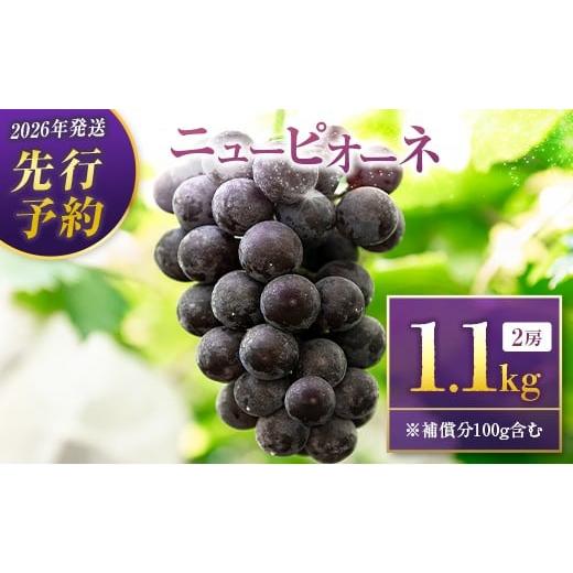ふるさと納税 果物類 ぶどう 宮崎県 新富町 2026年発送 先行予約 ニューピオーネ1.0kg+100g補償付き(2房入り)人気 ブドウ フルーツ 果物