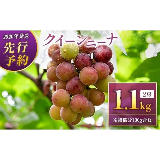 ふるさと納税 果物類 ぶどう 宮崎県 新富町 2026年発送 先行予約 クイーンニーナ1.0kg+100g補償付き(2房入り)人気 ブドウ フルーツ 果物