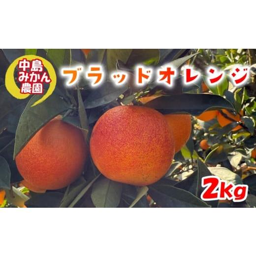 ふるさと納税 みかん・柑橘類 愛媛県 松山市 2026年2月中旬頃から発送 ブラッドオレンジ 2kg 家庭用 | ブラッドオレンジ 国産 柑橘 愛媛 訳あり 家庭用 フル…