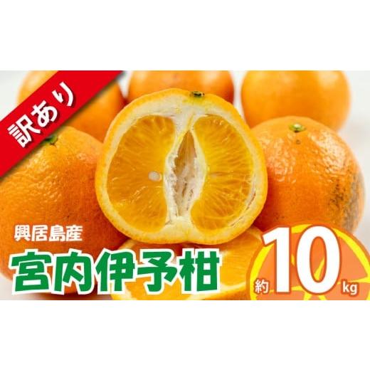 ふるさと納税 みかん・柑橘類 愛媛県 松山市 訳あり 宮内伊予柑 興居島産 約10kg 2026年1月下旬から順次発送 | 訳あり みかん 訳あり柑橘 訳あり商品 伊予柑 …