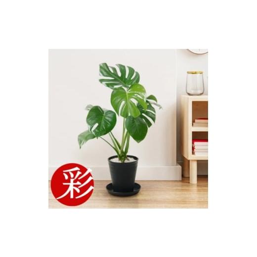 ふるさと納税 花・苗木 大阪府 茨木市 観葉植物 モンステラ 6号セラアート鉢 ブラック 1707555