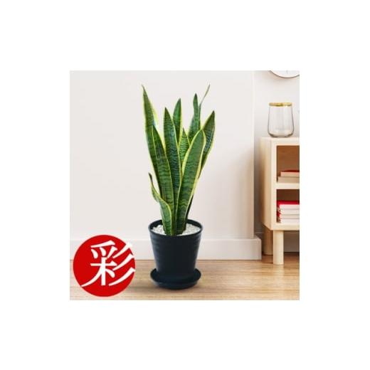 ふるさと納税 花・苗木 大阪府 茨木市 観葉植物 サンスベリア・ローレンティー 6号セラアート鉢 ブラック 1707559