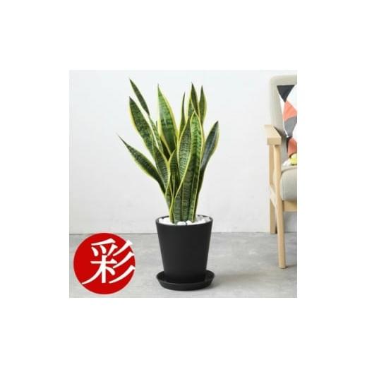 ふるさと納税 花・苗木 大阪府 茨木市 観葉植物 サンスベリア・ローレンティー 7号セラアート鉢 ブラック 1707564