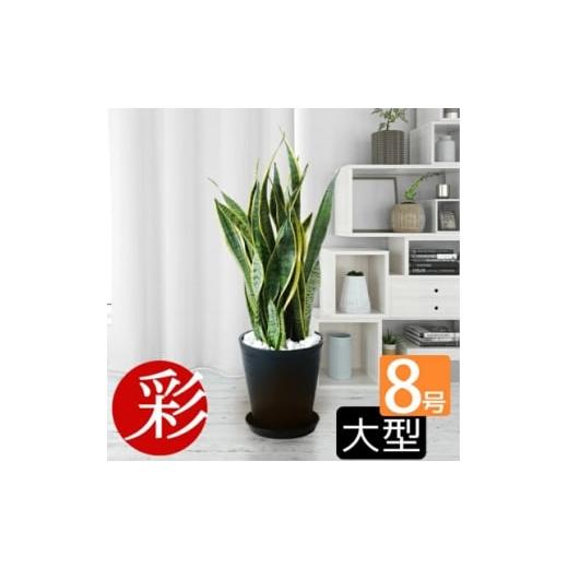 ふるさと納税 花・苗木 大阪府 茨木市 観葉植物 サンスベリア・ローレンティー 8号セラアート鉢 ブラック 1707568