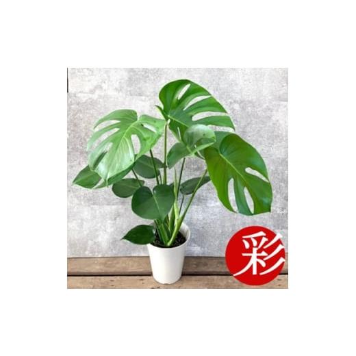 ふるさと納税 花・苗木 大阪府 茨木市 観葉植物 モンステラ 6号鉢(鉢カバーなし) 1707574