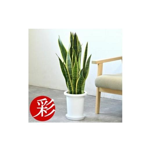 ふるさと納税 花・苗木 大阪府 茨木市 観葉植物 サンスベリア・ローレンティー 7号鉢(鉢カバーなし) 1707580