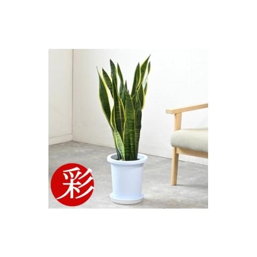 ふるさと納税 花・苗木 大阪府 茨木市 観葉植物 サンスベリア・ローレンティー 8号鉢(鉢カバーなし) 1707582