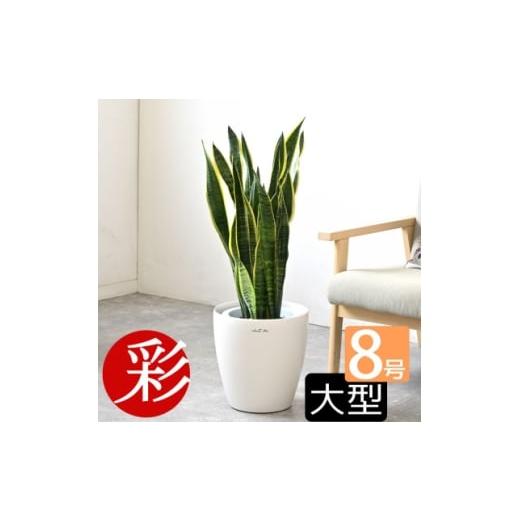 ふるさと納税 花・苗木 大阪府 茨木市 観葉植物 サンスベリア・ローレンティー 8号鉢 ラスターポット(白)鉢カバー付き 1707583