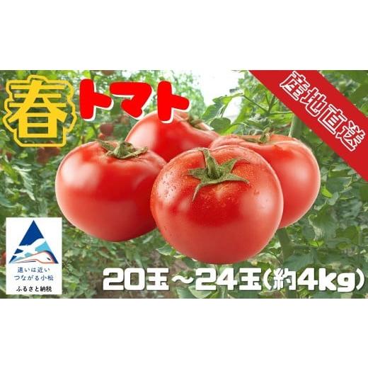 ふるさと納税 野菜類 トマト 石川県 小松市 春トマト 約4kg(20玉〜24玉) 小松産 野菜 春とまと | 石川県 小松市 JAあぐり 約4kg(20玉〜24玉)