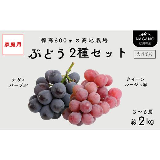 ふるさと納税 果物類 ぶどう 長野県 松川町 TK37-26A 先行予約 家庭用 ぶどう2種セット (ナガノパープル・クイーンルージュ?) 約2kg / 2026年9月中旬〜10月…