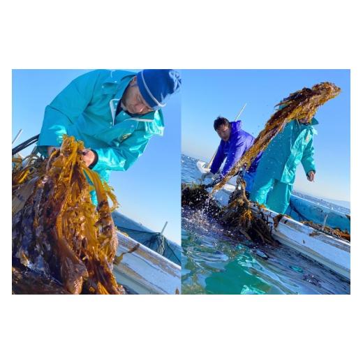ふるさと納税 のり・海藻 長崎県 島原市 AJ658 めかぶ 有明海産 無添加めかぶとろろ 250g×10パック 定期便 3回 毎月 きざみめかぶ とろろ わかめ 海藻 無添加…の画像