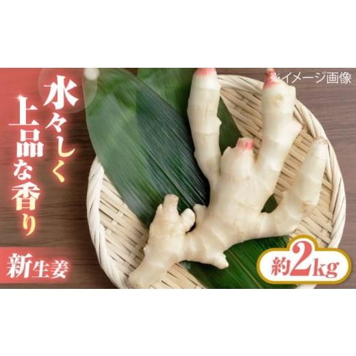 ふるさと納税 野菜類 薬味 愛媛県 大洲市 先行予約 6月下旬から順次発送 新生姜 2kg 愛媛県大洲市/株式会社誠実村