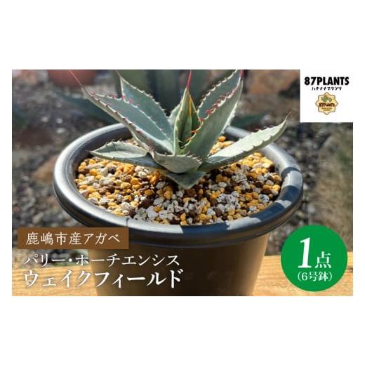 ふるさと納税 花・苗木 茨城県 鹿嶋市 アガベ パリー・ホーチエンシス『ウェイクフィールド』 観葉植物 自然 お庭 インテリア 多肉 アガベ 6号 鉢 ナチュラル …