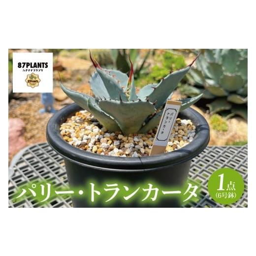 ふるさと納税 花・苗木 茨城県 鹿嶋市 アガベ パリー・トランカータ 6号鉢 鹿嶋市産 実生(KCP-29-b)