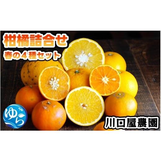 ふるさと納税 果物類 みかん 和歌山県 由良町 柑橘詰め合わせ 4種 7.5kg 2026/4月中旬〜下旬頃に順次発送予定 / 和歌山 柑橘 甘い 果物 家庭用 kwgc049-c-7d…
