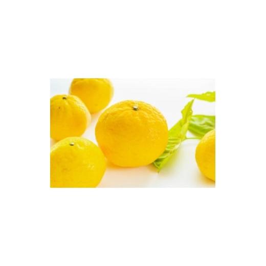 ふるさと納税 みかん・柑橘類 愛媛県 八幡浜市 愛媛八幡浜産 媛小春10kg H56-93 1710513