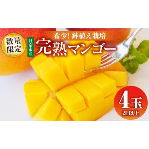 ふるさと納税 マンゴー 宮崎県 日南市 数量限定 希少 完熟マンゴー 鉢植え栽培 2L以上 × 4玉 フルーツ 果物 くだもの 期間限定 国産 食品 高糖度 濃厚 贅沢 …