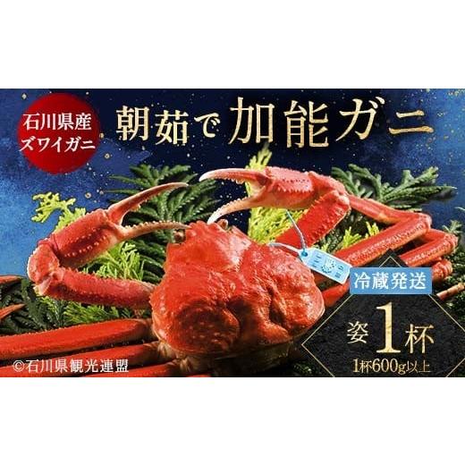 ふるさと納税 カニ ずわいガニ 石川県 加賀市 朝茹で加能ガニ姿1杯入り 蟹 かに ズワイガニ グルメ 海産物 贈り物 加賀 F6P-3185 1杯
