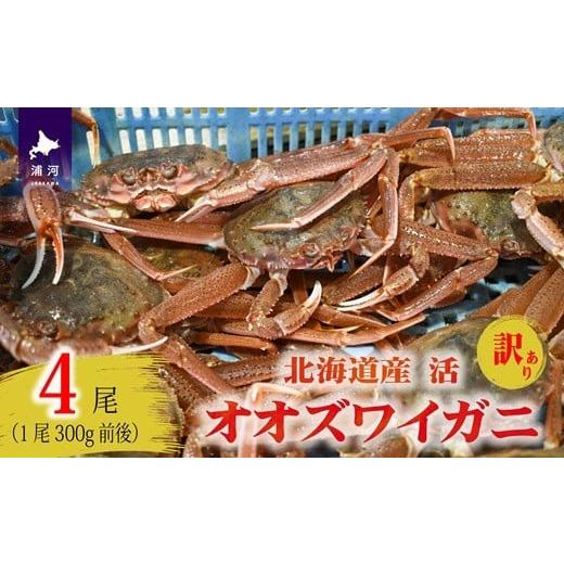 ふるさと納税 カニ ずわいガニ 北海道 浦河町 訳あり 活オオズワイガニ300g前後×4尾