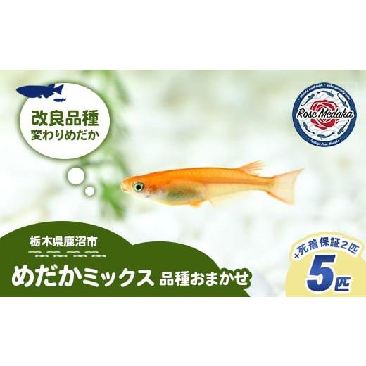 ふるさと納税 生き物 栃木県 鹿沼市 めだかさんミックス 計7匹(5匹+死着保証2匹)(品種おまかせ) | めだか メダカ 改良 飼育 生体 観賞魚 魚 ペット おま…