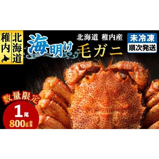 ふるさと納税 カニ 毛ガニ 北海道 稚内市 今だけ 稚内産海明け毛ガニ 浜ゆでチルド発送 800g前後